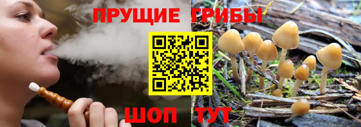 Галлюциногенные грибы Psilocybe Кемерово